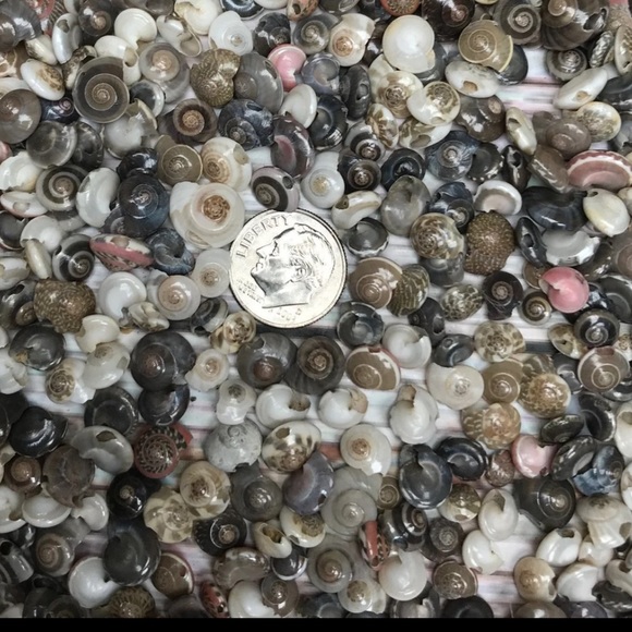 100+ Pcs Real Button TOP Seashells Beads Mixed Lot Jewelry Making DIY Shells - Picture 12 of 12